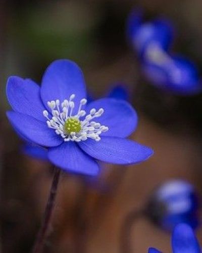 Victor Roelandt Victor Roelandt